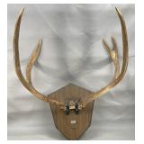 Deer Antler 16' Spread Mount