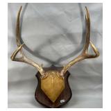 Deer Antler 15' Spread Mount