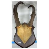 Pronghorn Antler Mount
