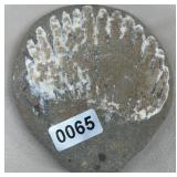 Bivalve Fossil, 2.5' x 3'