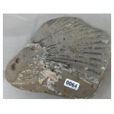 Bivalve Fossil, 5.5' x 6.5'