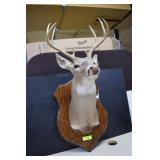 Very Well Done Deer Mount
