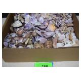 Nice Collection of Bali Shells