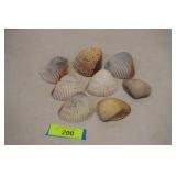 Nice Collection of Cockle Shells