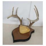 Deer Antlers on Wood Plaque - 13x11