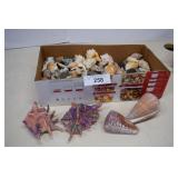 Nice Collection of Shells