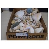 Nice Collection of Sea Shells