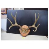 Very Nice Set of Antlers