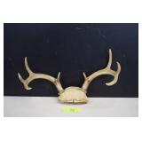 Nice Set of Antlers