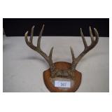 Nice Set of Deer Antlers