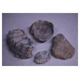 Fossilized Turtle Shell,Exogyra Oyster Shell &