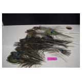 Lot of Peacock Feathers