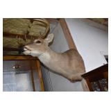 White-Tailed Deer Buck Shoulder Mount