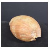 Large Bailer Shell