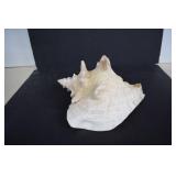 Queen Conch/Horned Sea Snail Shell