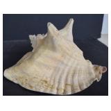 Queen Conch/ Horned Sea Snail Shell