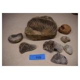 Lot Of Fossilized Brachiopod, Coral, & Ammonite