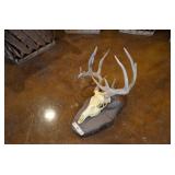 Mounted Deer Skull with Antlers