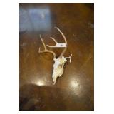 Deer Skull with Antlers