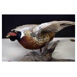 Mounted Pheasant