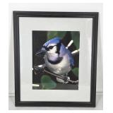 COLLECT Blue Jay Bird Framed Photo (18' x 21 1/2')