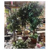 3 Faux Tress + Plants