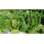 ONLINE Auction in Hartselle, AL - 4 Great Lots