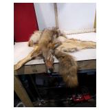 COYOTE HIDE 'WILE E COYOTE'