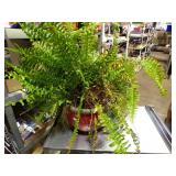 **FERN