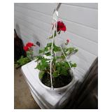 **GERANIUM PLANT