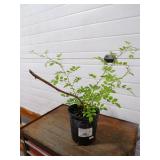 **AMERICAN BITTERSWEET ROSE BUSH