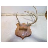 **5 POINT BUCK ANTLERS ON PLAQUE