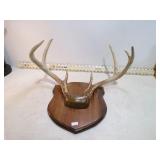 **7 POINT BUCK ANTLERS ON PLAQUE