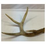 One shed antler