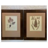 Two Henry Bradbury fern prints