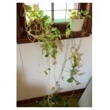Two live plants.  see desc
