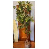 6 foot ficus tree