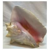 Large pink Queen conch shell