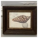 VtgFramed Print of Junonia Shell by D. Morgan