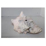 Large Spiked Conch Sea Shell