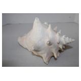 Cyprasea Tiger Cownie Shell 3'