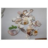 Lot  of Sea Shells