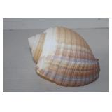 Gastropod Triplofusus Gian Shell Mollusk
