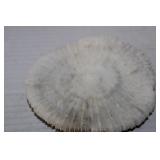 Mushroom Coral Fossil 4'