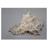 Spiny Murex Shell & Whelk Sea Shell Knobbed