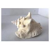 Spike Conch  Shells