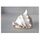 Conch King Helment Sea Shell Cassis Tuberosa