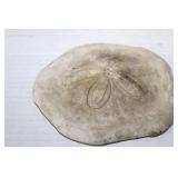 Sea Biscuit Sand Dollar 5'