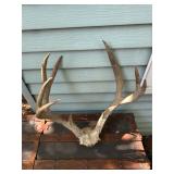 Buck antlers