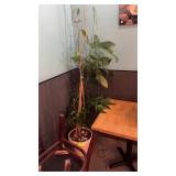 Live plant and pot